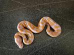 Python regius, Dieren en Toebehoren, Reptielen en Amfibieën, Slang, 0 tot 2 jaar