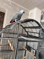 Grijze roodstaart papgaai ( man )met groot kooi, Dieren en Toebehoren, Vogels | Parkieten en Papegaaien