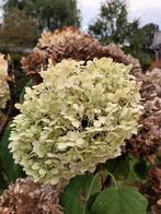 Hydrangea Annabelle, Tuin en Terras, Ophalen, Halfschaduw