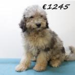 Unieke Mini Aussiedoodles - pups te koop, 15 weken tot 1 jaar, Buitenland, CDV (hondenziekte), Meerdere