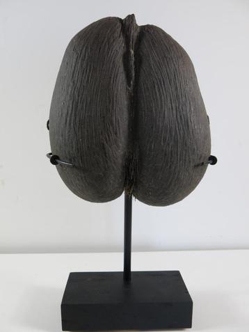 Coco de Mer 26x23x6,5 cm + staander, Enlèvement, Utilisé