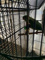 baraband parkiet, Dieren en Toebehoren, Parkiet
