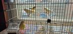 Kanaries, Dieren en Toebehoren