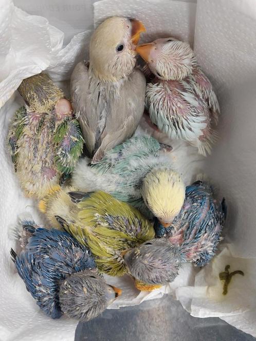 Dwergpapegaaikes handtamme babys, Dieren en Toebehoren, Vogels | Parkieten en Papegaaien, Tam