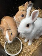 Dwergkonijnen te koop, Dieren en Toebehoren, Konijnen, Meerdere dieren, Dwerg, 0 tot 2 jaar