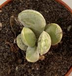 Adromischus Leucophyllus, Huis en Inrichting, Kamerplanten, Minder dan 100 cm, Verzenden, Vetplant