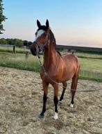 jonge springmerries, Dieren en Toebehoren, Paarden, Merrie, Springpaard, Met stamboom, Zadelmak