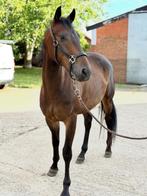 Getalenteerde 3-jarige quarter, Dieren en Toebehoren, Paarden, Minder dan 160 cm, Ruin, Zadelmak, 3 tot 6 jaar