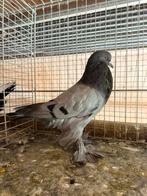 Gentse kropper 2025 blauwroek, duivin, Dieren en Toebehoren, Vogels | Duiven, Vrouwelijk, Kropper