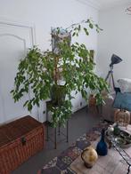 Ficus, Jardin & Terrasse, Enlèvement ou Envoi