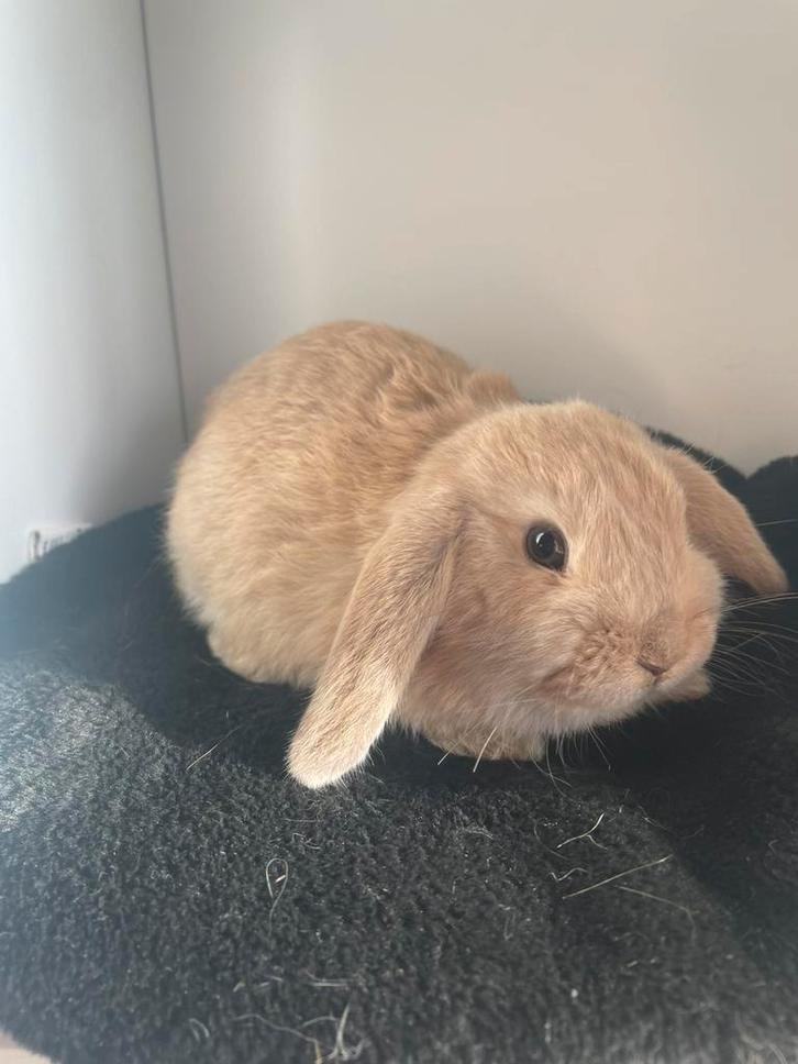 Nederlands hangoor dwergkonijntje, Dieren en Toebehoren, Konijnen, Dwerg, Vrouwelijk, 0 tot 2 jaar, Hangoor