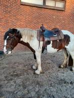 Bijna 3 jarige tinker, Dieren en Toebehoren, Ruin