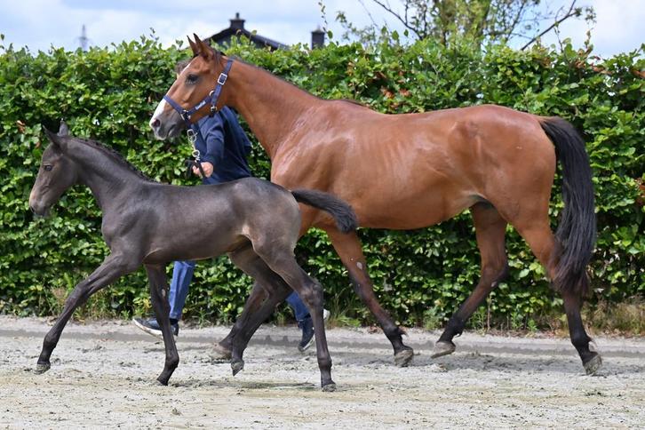 Draagmerrie, Franse draver, topmoeder!, Dieren en Toebehoren, Paarden, Merrie