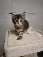 Te koop maine coon kittens met stamboom, Animaux & Accessoires, Chats & Chatons | Chats de race | Poil long, Chatte ou Chat, Vermifugé