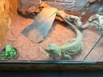 Baardagaam "bartje", Dieren en Toebehoren, Reptielen en Amfibieën, Overige soorten, Tam, 3 tot 6 jaar