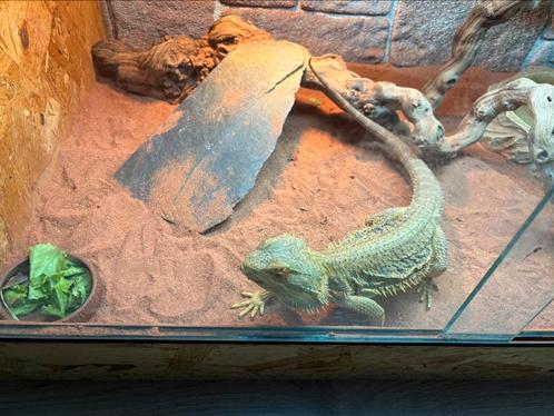 Baardagaam "bartje", Dieren en Toebehoren, Reptielen en Amfibieën, Overige soorten, 3 tot 6 jaar, Tam