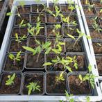 tomatenplanten, Ophalen, Groenteplanten, Eenjarig