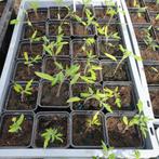 tomatenplanten, Annuelle, Enlèvement, Plantes potagères