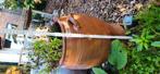 Pekelpot, ook handig als bloempot. Smoutpot. Inm, Ophalen, Tuin