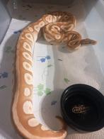 Ball python ultramel clown project, Dieren en Toebehoren, Reptielen en Amfibieën, Slang, Tam, 3 tot 6 jaar