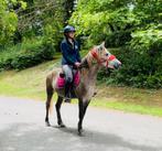 Zoek pony D! Met Stamboek, Dieren en Toebehoren
