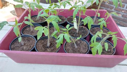Tomatenplanten Grappa Gialla, Tuin en Terras, Planten | Tuinplanten, Ophalen