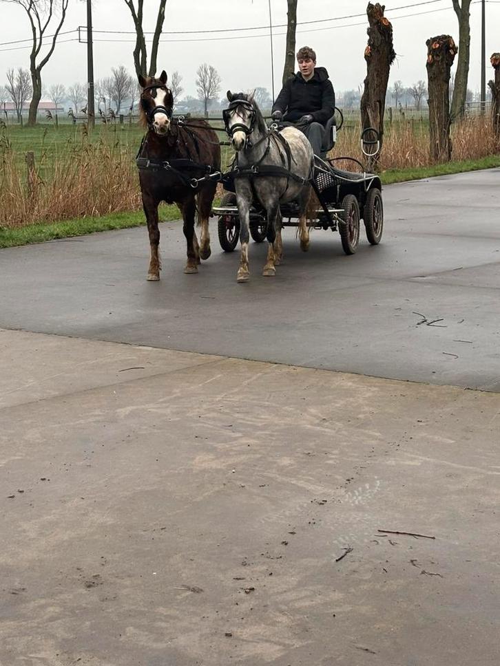 Calèche à poney, Animaux & Accessoires, Voitures & Carrosses, Utilisé, Calèche marathon, Poney