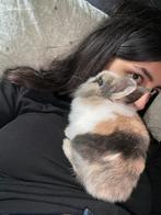 Baby konijn (rustig en heel lief), Dieren en Toebehoren, Klein, 0 tot 2 jaar