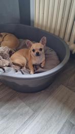 Chihuahua kortharig reutje met FCI stamboom, Dieren en Toebehoren, Honden | Chihuahua's en Gezelschapshonden, België, Fokker | Hobbymatig