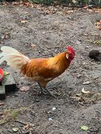 Jong haantje Fries hoen te koop, Dieren en Toebehoren, Mannelijk, Kip