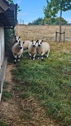 Kerry Hill dekrammen GEKEURD, Dieren en Toebehoren, Mannelijk, Schaap, 0 tot 2 jaar
