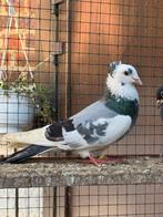 Pigeons., Animaux & Accessoires