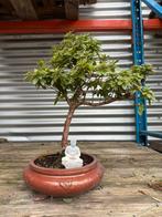 Verschillende bonsai bomen, Tuin en Terras, Ophalen