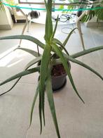 Aloe vera plant, Tuin en Terras, Ophalen