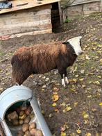 2 bokken, Dieren en Toebehoren, Schapen, Geiten en Varkens, Mannelijk, Schaap, 0 tot 2 jaar