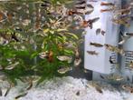 Jonge Guppy's in verschillende kleuren, Dieren en Toebehoren, Vissen | Aquariumvissen, Vis, Zoetwatervis, Schoolvis