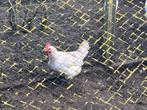 Poule de Bresse, Dieren en Toebehoren, Vrouwelijk, Kip