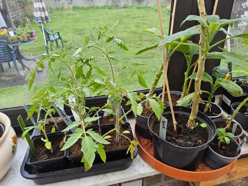 groenten  en bloemen, Tuin en Terras, Planten | Tuinplanten, Ophalen