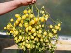5 graines de tomates cerises Barry's Crazy Cherry - bio, Envoi, Printemps, Graine
