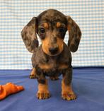 Super mooie Teckel pups!, Dieren en Toebehoren, Honden | Teckels en Dashonden, Standaard, 15 weken tot 1 jaar, CDV (hondenziekte)