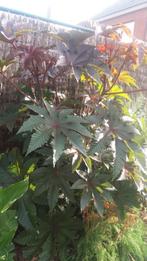 Tropische Jungle Look, Tuin en Terras, Bloembollen en Zaden, Ophalen of Verzenden, Zaad