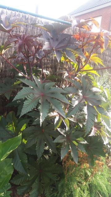 Tropische Jungle Look beschikbaar voor biedingen