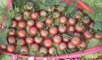 5 graines de tomate Negro Azteca, Jardin & Terrasse, Bulbes & Semences, Enlèvement ou Envoi