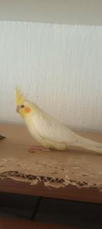 Calopsitte bébés 1 mois lutino, Animaux & Accessoires