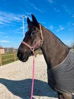 Halve stal gezocht, Dieren en Toebehoren, Paarden, Ruin