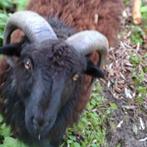 Ouessant Ram Zwart Jong, Dieren en Toebehoren, Schapen, Geiten en Varkens, Mannelijk, Schaap, 0 tot 2 jaar