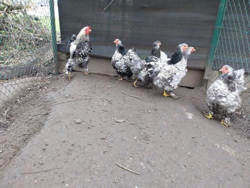 Brahma broedeieren, Dieren en Toebehoren, Pluimvee, Kip, Geslacht onbekend