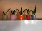 Jonge sanseveria's in sierpot., Huis en Inrichting, Kamerplanten, Ophalen