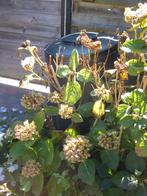 hortensia, Enlèvement, Plante fixe