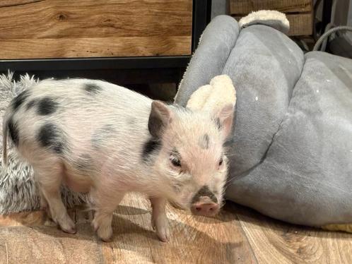 Cochon nain et accessoires, Dieren en Toebehoren, Overige Dieren-accessoires, Ophalen